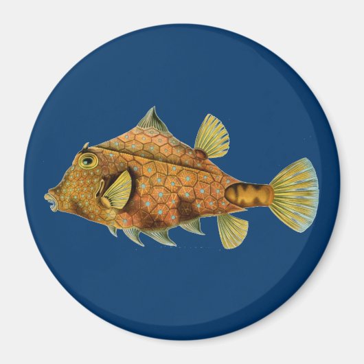 Haeckel Fish Magneet (Voorkant)