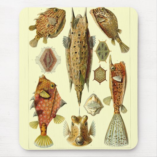 Haeckel Fish Muismat (Voorkant)