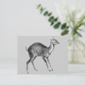 Haeckel Four Horned Deer Briefkaart (Staand voorkant)