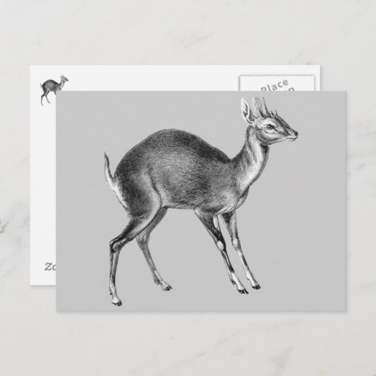 Haeckel Four Horned Deer Briefkaart (Voorkant / Achterkant)