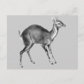 Haeckel Four Horned Deer Briefkaart (Voorkant)