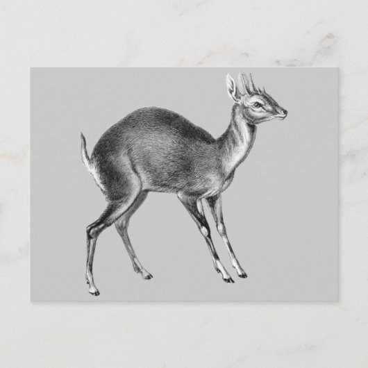 Haeckel Four Horned Deer Briefkaart (Voorkant)