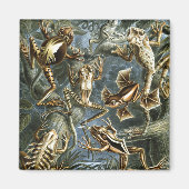 Haeckel Frogs Magneet (Voorkant)