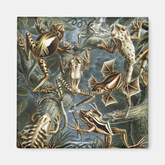 Haeckel Frogs Magneet (Voorkant)