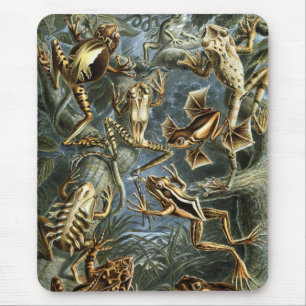 Haeckel Frogs Muismat