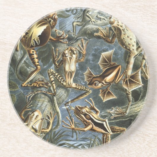 Haeckel Frogs Zandsteen Onderzetter (Voorkant)
