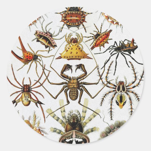 Haeckel Golden Spiders bord 66 Ronde Sticker (Voorkant)
