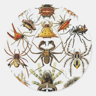 Haeckel Golden Spiders bord 66 Ronde Sticker