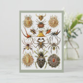 Haeckel Gouden Spinnen plaat 66 Kaart (Staand voorkant)
