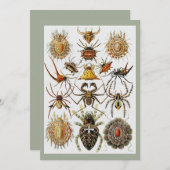 Haeckel Gouden Spinnen plaat 66 Kaart (Voorkant / Achterkant)