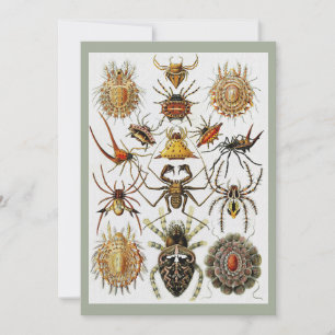 Haeckel Gouden Spinnen plaat 66 Kaart