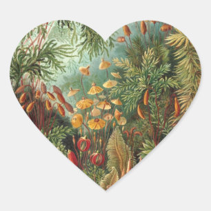 Haeckel Hart Sticker