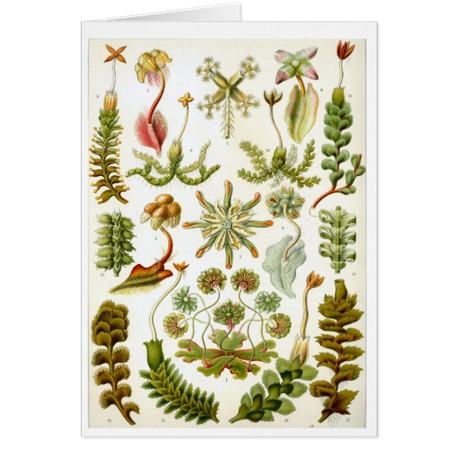 Haeckel_Hepaticae (Voorkant)