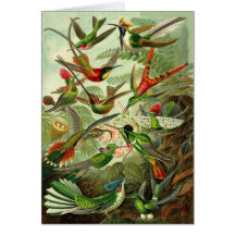 Haeckel Hummingbird Illustration All-Occasion