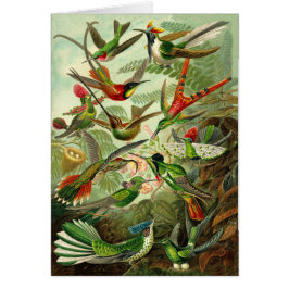 Haeckel Hummingbird Illustration All-Occasion