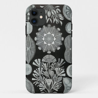 Haeckel iPhone Case - Diatomea