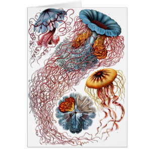 Haeckel Jellyfish