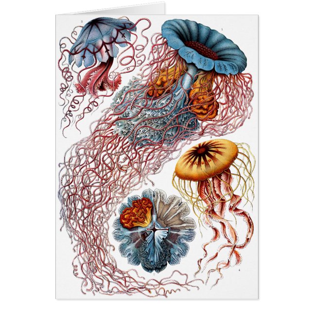 Haeckel Jellyfish (Voorkant)