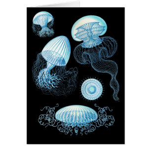  Haeckel Jellyfish