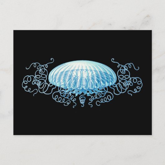Haeckel Jellyfish Briefkaart (Voorkant)