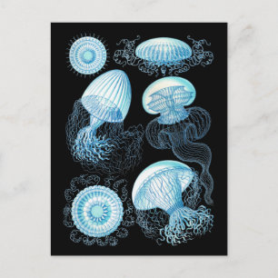 Haeckel Jellyfish Briefkaart