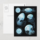 Haeckel Jellyfish Briefkaart (Voorkant / Achterkant)