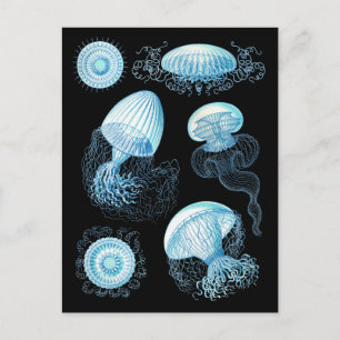Haeckel Jellyfish Briefkaart