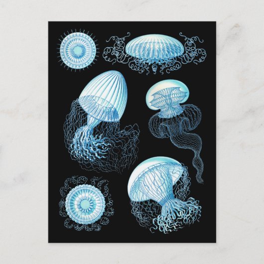 Haeckel Jellyfish Briefkaart (Voorkant)