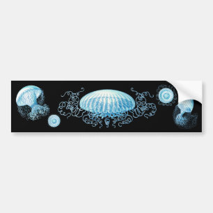 Haeckel Jellyfish Bumpersticker
