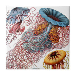 Haeckel Jellyfish Ceramics Tegeltje