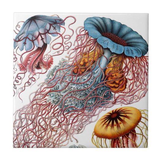 Haeckel Jellyfish Ceramics Tegeltje (Voorkant)