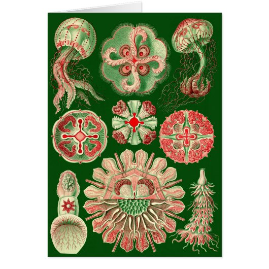 Haeckel Jellyfish Illustration All-Occasion (Voorkant)