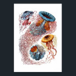 Haeckel Jellyfish Print<br><div class="desc">Levendige afdruk van de  afbeelding van Haeckel Jellyfish.</div>