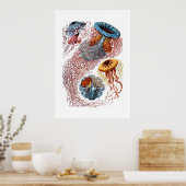 Haeckel Jellyfish Print (Keuken)