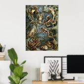 Haeckel Kikkers Poster (Thuiskantoor)