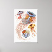 Haeckel kwal, Discomedusa Canvas Afdruk (Voorkant)