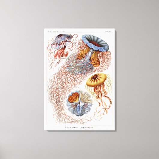 Haeckel kwal, Discomedusa Canvas Afdruk (Voorkant)