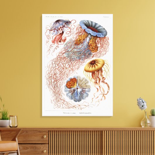 Haeckel kwal, Discomedusa Canvas Afdruk (Insitu (Woonkamer))