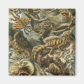 Haeckel Lizard Bearded Dragon Iguana Painting Magneet (Voorkant)