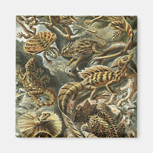 Haeckel Lizard Bearded Dragon Iguana Painting Magneet