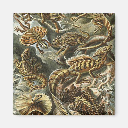 Haeckel Lizard Bearded Dragon Iguana Painting Magneet (Voorkant)