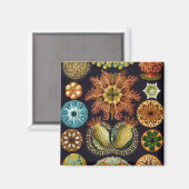 Haeckel Magneet (Voorkant / Achterkant)