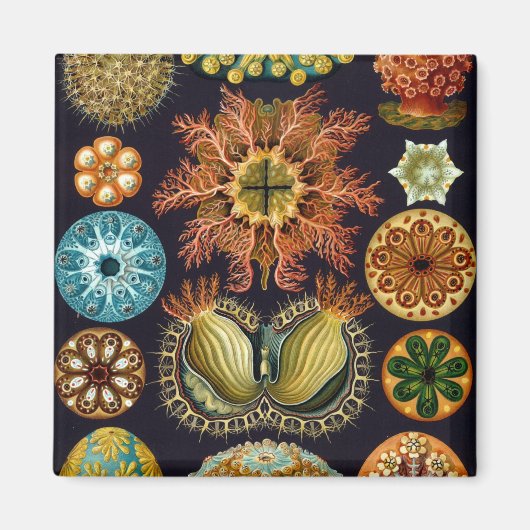 Haeckel Magneet (Voorkant)