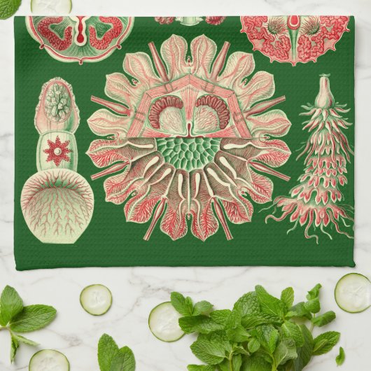 Haeckel Marine Kwallen Illustratie Rood & Groen Theedoek (Gevouwen)