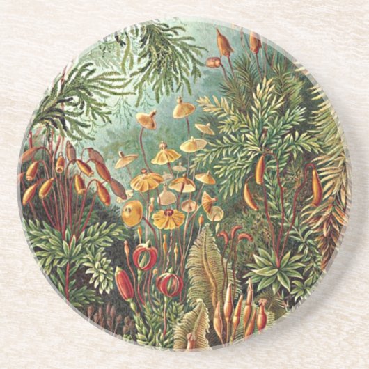 Haeckel Moss Grass Mushroom Painting Zandsteen Onderzetter (Voorkant)