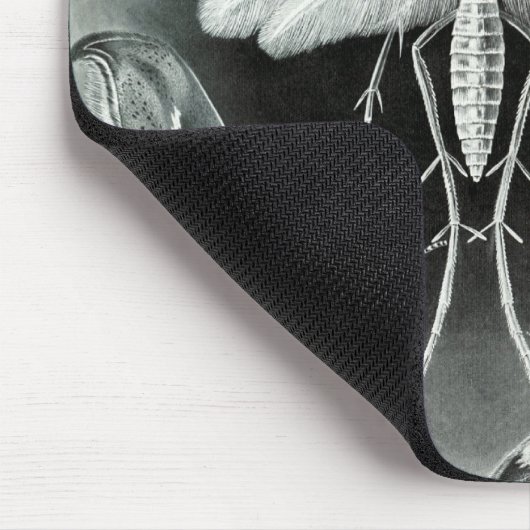 Haeckel Moths Muismat (Hoek)