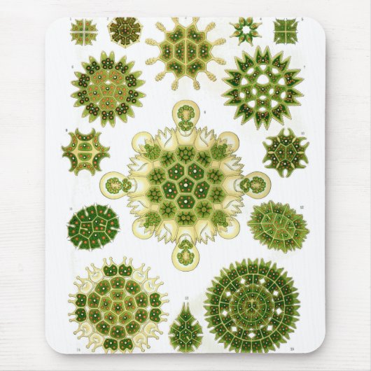 Haeckel Muismat (Voorkant)