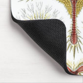 Haeckel Muismat (Hoek)