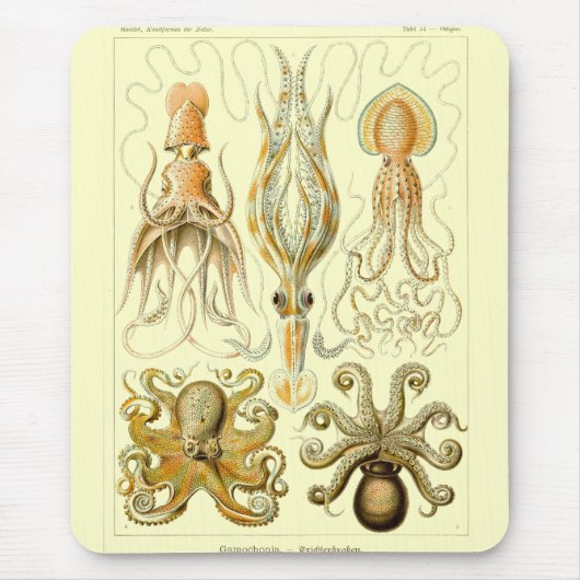 Haeckel Muismat (Voorkant)