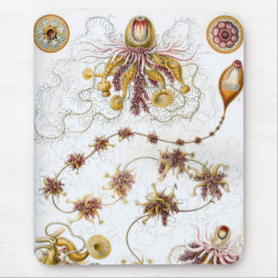 Haeckel Muismat